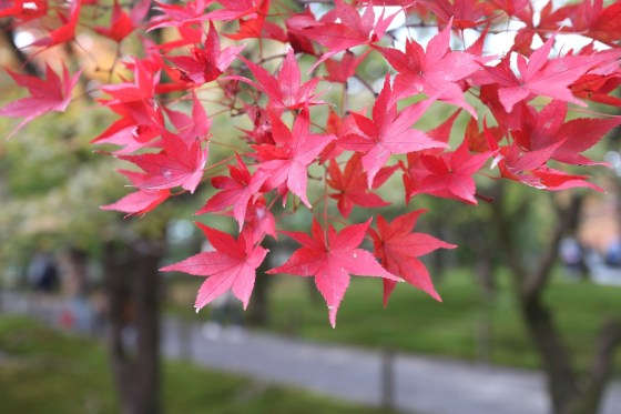Momiji - Kyoto
