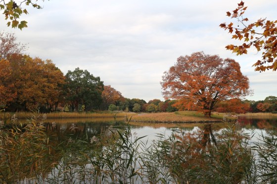 Showa Kinen Park - Tachikawa