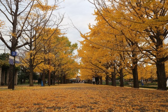 Ginkgo Avenue - Showa Kinen Park Tachikawa
