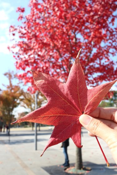 Momiji - Odaiba